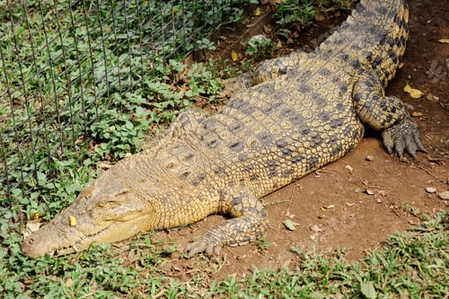 Preview: Crocodile on Zoo Cage