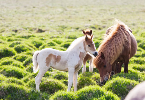 Preview: Icelandic horse with her colt. Iceland, Europe.