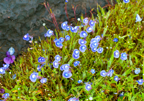 Preview: Beautiful wild flowers in a meadow, Flower background.