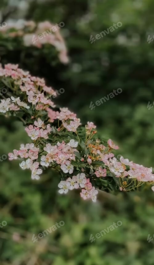 Preview: Branch with flowers