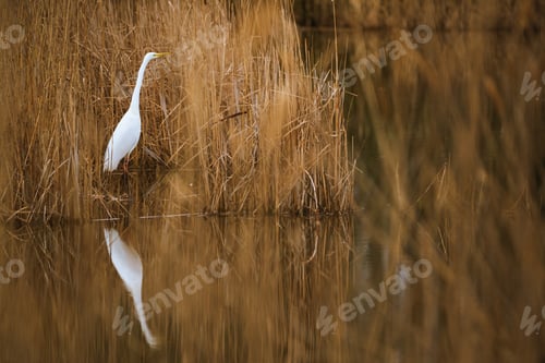 Preview: The great egret
