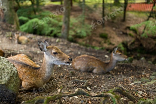 Preview: Wildness deer taking rest