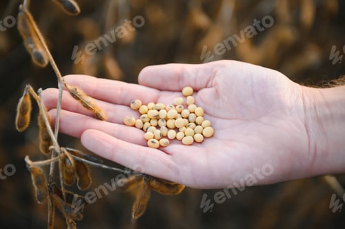 Preview: Glycine max. soy in hand. elite soybeans in the farmer's hand, holding his fingers