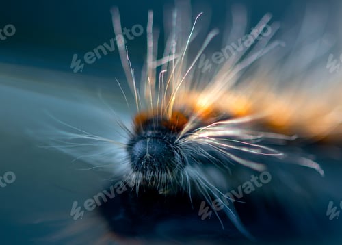 Preview: close-up of a caterpillar with a beautiful backlight in the depth of field