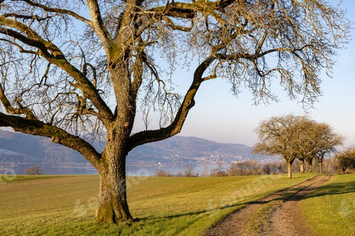 Preview: A large leafless tree near a path on a hill in sunlight