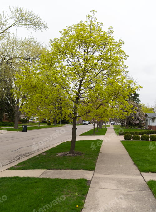 Spring Tree
