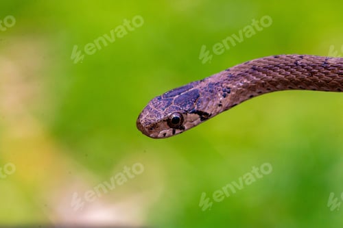 Preview: Selective focus shot of a newborn baby brown snake known as Storeria dekayi