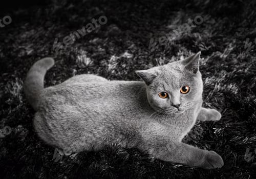 Preview: Adorable cat with ginger orange eyes lying on black and white carpet