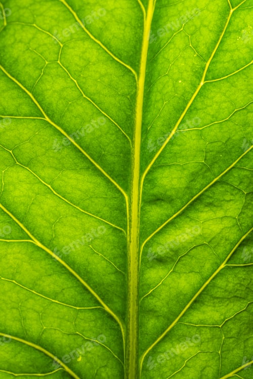 Preview: CloseUp of a Beautifully Vibrant Green Leaf Featuring Intricate and Detailed Veins