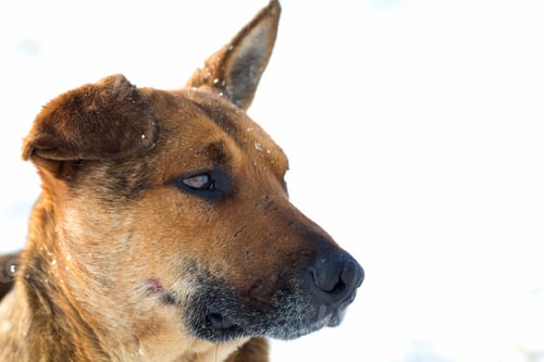 Preview: Close-up of yellow dog pet on white snow outdoors