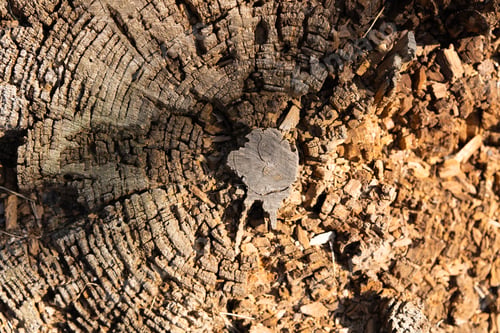 Preview: Tree rings old weathered wood texture with the cross section of a cut log