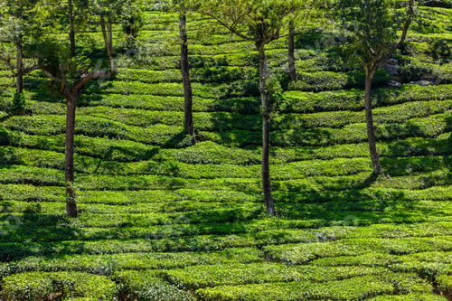 Preview: Green tea plantations in Munnar, Kerala, India