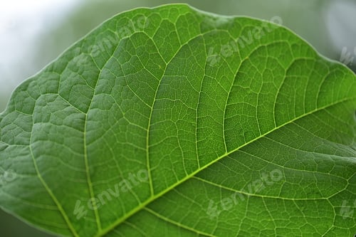 Preview: Green leaf in the garden - close up