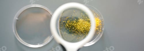 Preview: Banner of magnifying glass over golden glitter sample on petri dish in pharmaceutical lab