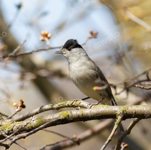Preview: Eurasian blackcap, Sylvia atricapilla. A bird sits on a tree branch and looks away
