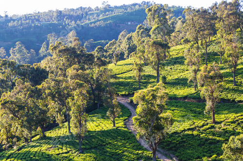 Preview: Tea plantation