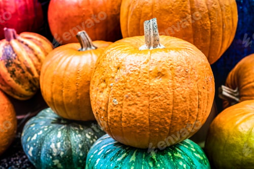 Preview: Multicolored pumpkins background - Autumn food concept with diverse assortment of colored vegetables