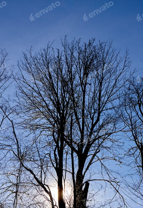 Preview: Blue Sky and Silhouette Winter Tree