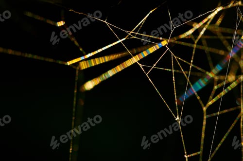 Preview: close-up spider web with sunlight