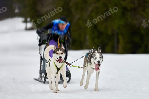 Vista previa: Husky sled dog racing