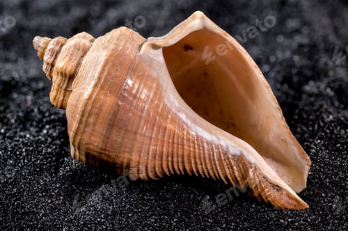 Preview: Hemifusus Tuba Seashell on a black sand background