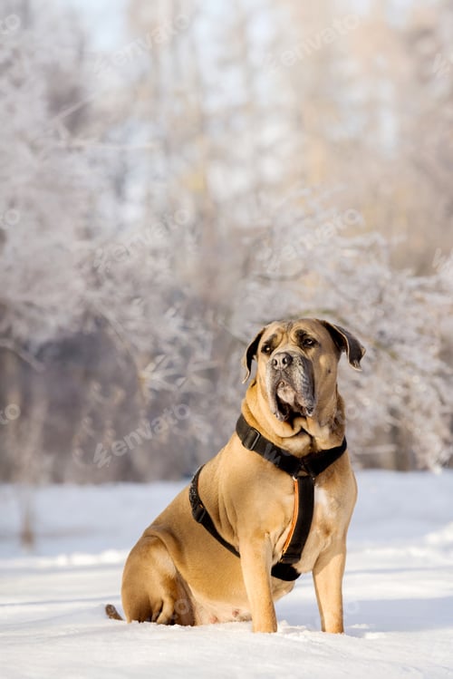 Preview: Cane Corso Looking Upward While Sitting in Winter Snow