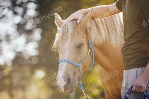 Preview: Man stroking of therapy horse