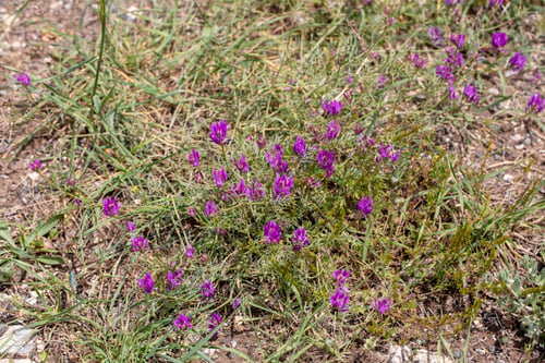 Preview: Astragalus onobrychis is a plant species belonging to the genus Astragalus.
