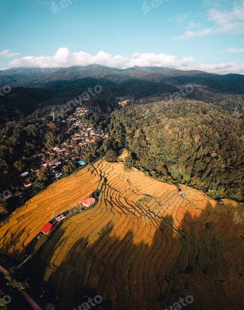Preview: Aerial view of golden rice terrace field in morning