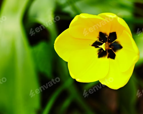 Preview: Yellow tulip