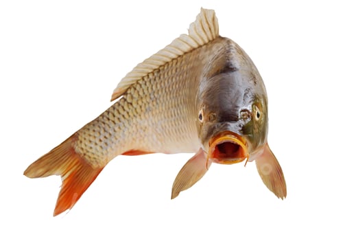 Preview: Carp with an open mouth in a jump. Surprised, shocked or amazed face front view.