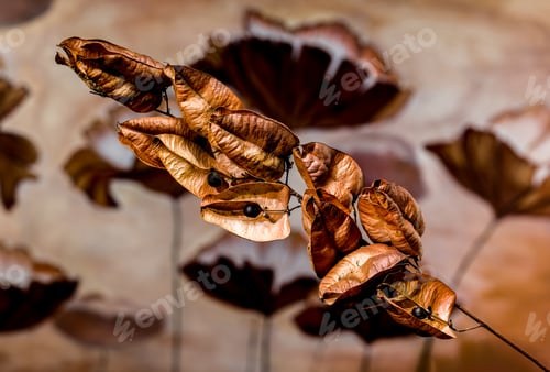Preview: Dry Seed Pods with Black Berries