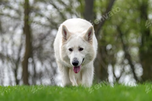 Preview: Berger Blanc Suisse White german shepherd