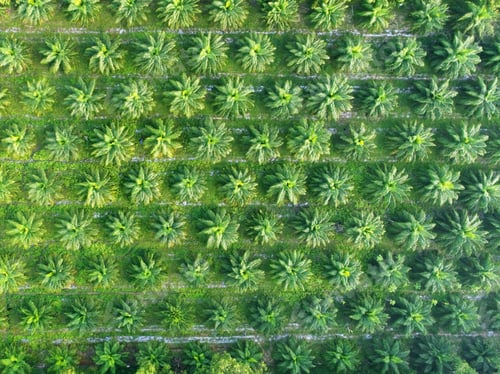 Preview: Palm oil plantation