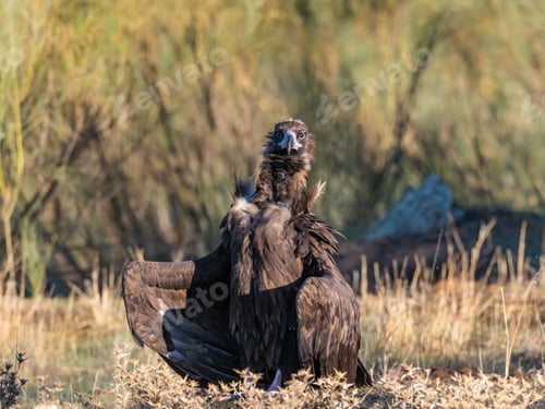 Preview: Cinereous vulture in natural habitat