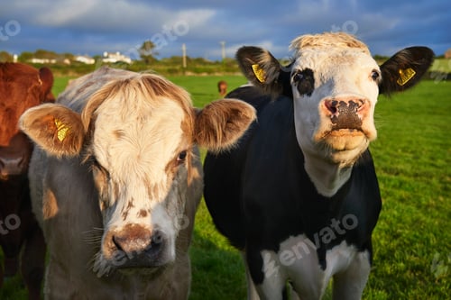 Preview: Cows in field, close-up