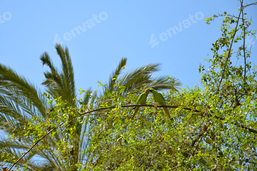 Preview: Closeup of two green parrots standing on a tree branch, natural environment, outdoors