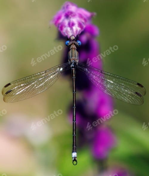 Preview: Close-up of a spread-winged damselfly perched on a purple flower