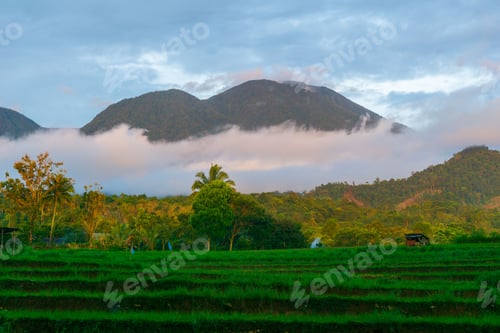 Preview: indonesia beauty landscape paddy fields in north bengkulu natural beautiful morning view from asia