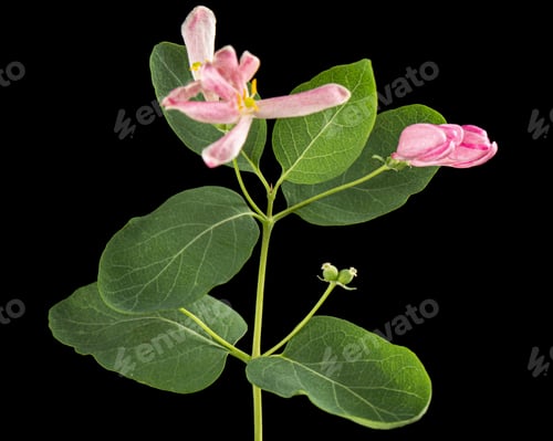 Preview: Flowers of Tatar honeysuckle, lat. Lonicera tatarica, isolated on black background