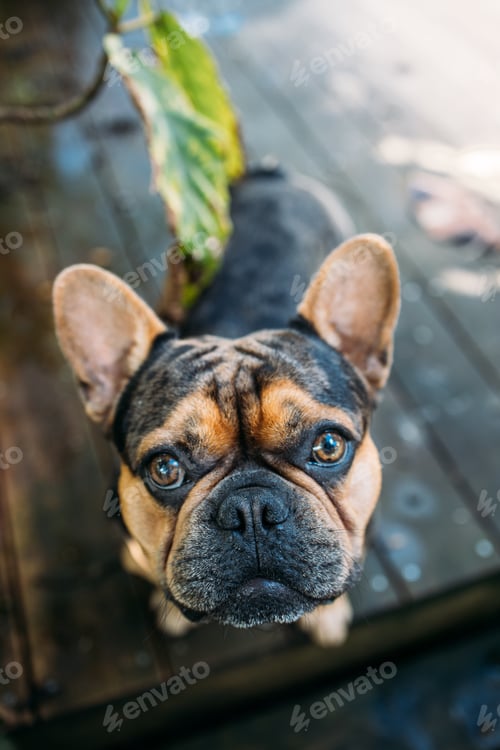 Preview: French Bulldog