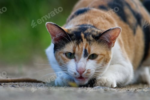 Preview: cat cute nice animal happiness hug looking