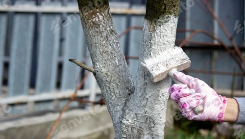 Preview: a man whitewashes trees in the garden in spring. Selective focus