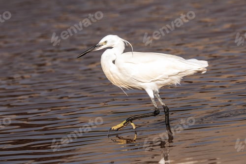 Preview: Little White Egret (Ardea alba) walking in the small pond