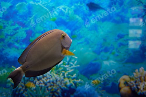 Preview: Beautiful fish swims in the aquarium