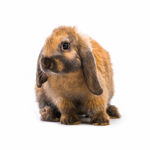 Preview: Rabbit