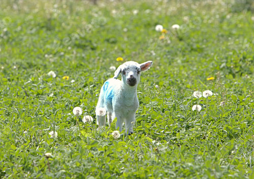 Preview: A little lost lamb among the dandelions