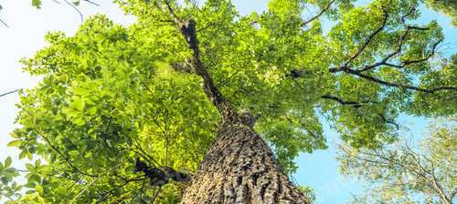 Preview: Green Tree,View looking up into lush green branches of large tree spring