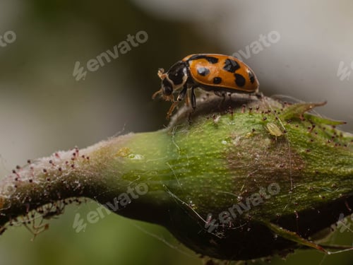 Preview: Close-up of a ladybug on a green plant with a blurred background.