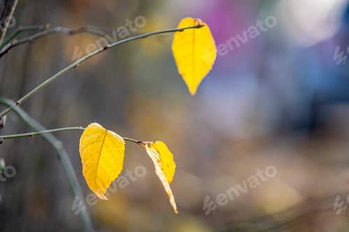 Preview: Left over yellow leaves on bare branches outdoors in autumn